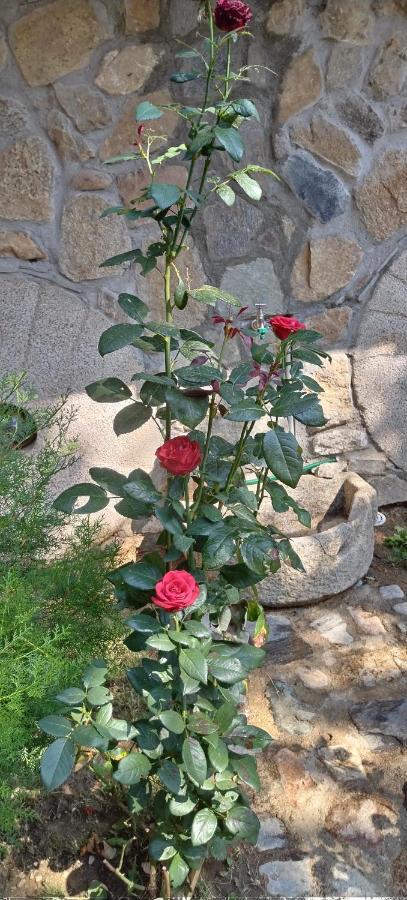 ביטולה Villa Old House Bn מראה חיצוני תמונה
